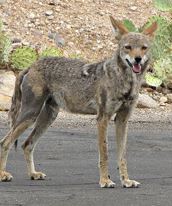 coyotepic