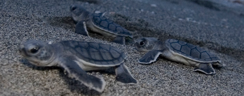 SeaTurtles