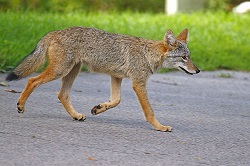 CoyotepicHorizontal