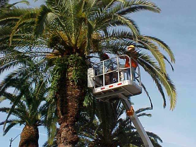 man trimming palm tree using scissor lift 