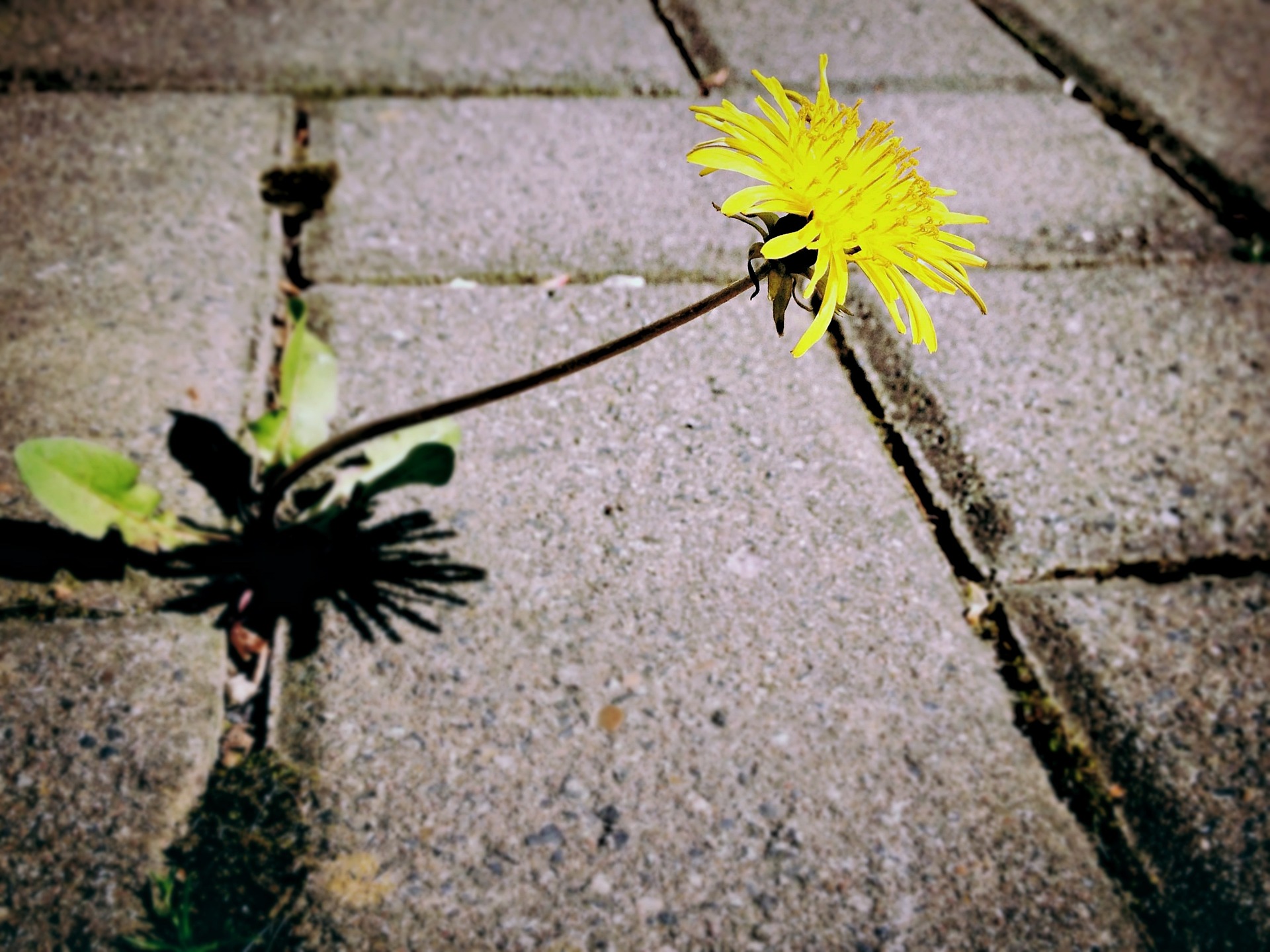 dandelion in crack