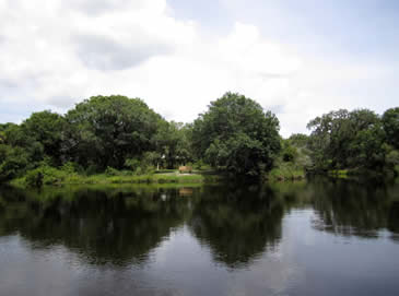 Venice Myakka River with trees in background