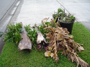 yard waste properly prepared in a bundle with twine, in a can and in a resident owned garbage can