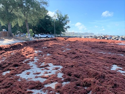 South Jetty seaweed 8.26.20