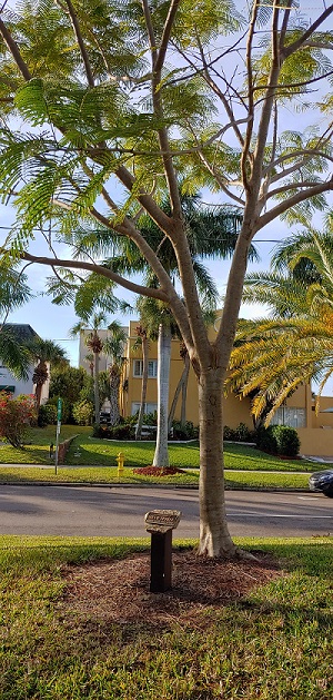 Tree with dedication plaque