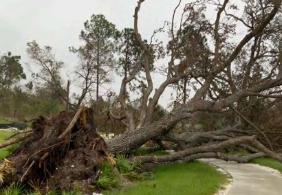 Hurricane Ian trees down