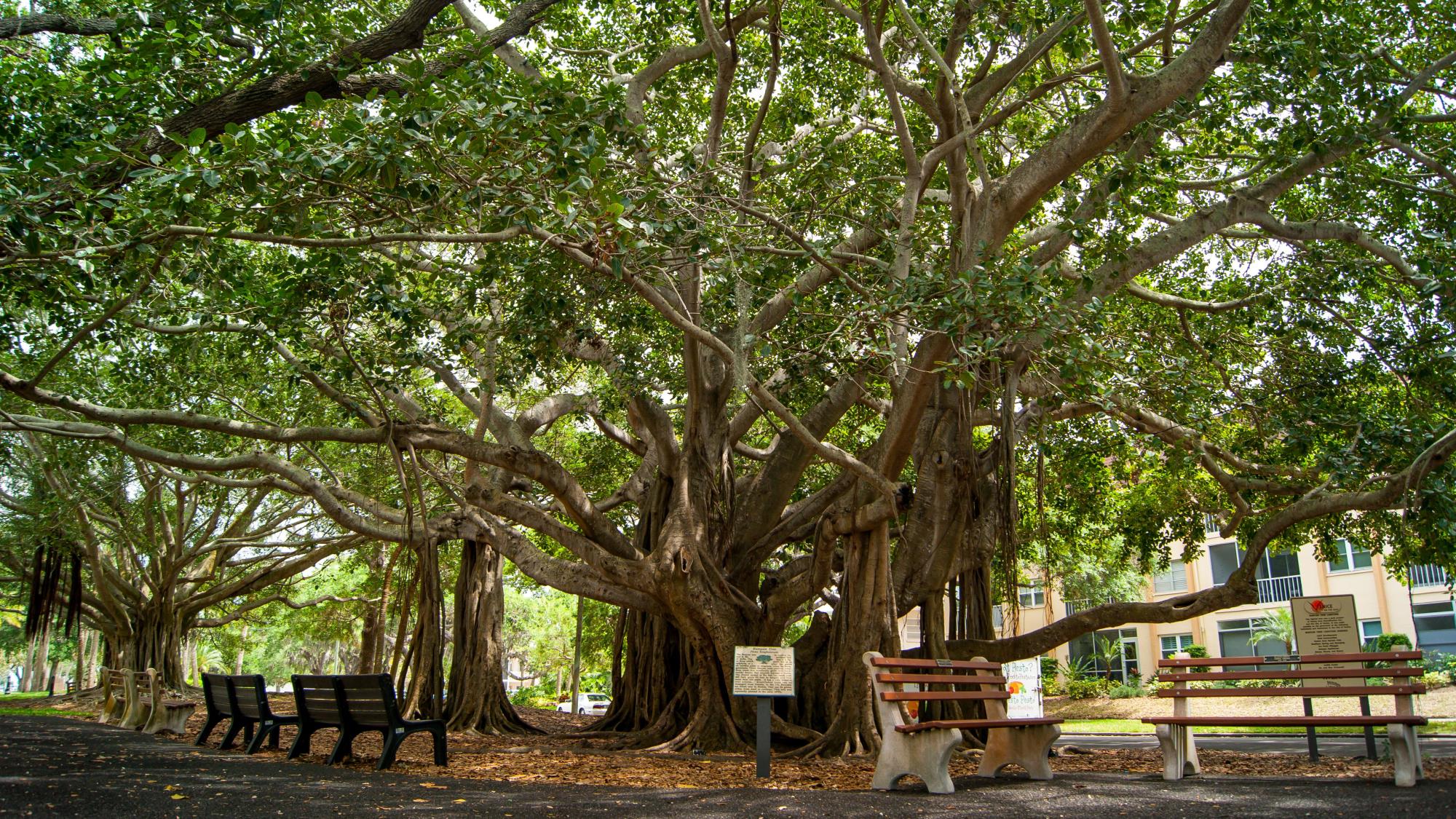 Heritage Park banyan