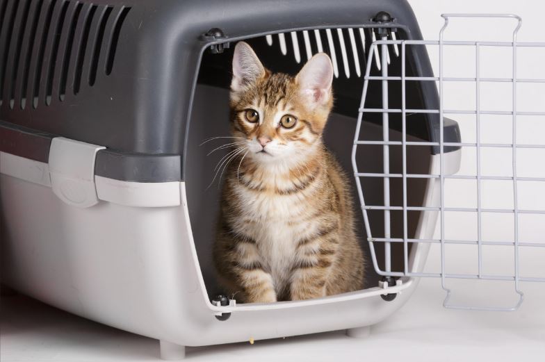 kitten in crate